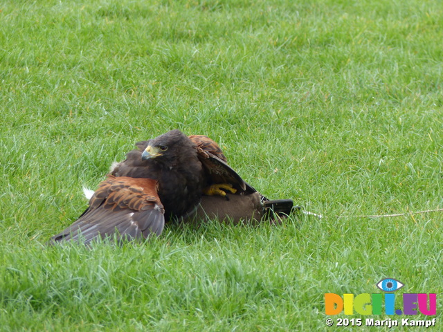 FZ012979 Buzzard on lure